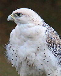 arctic falcon portrait